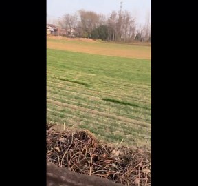 Adorable small deer hops excitedly in Henan, China