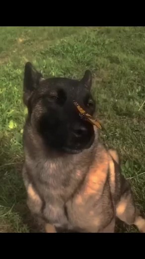 dog with butterfly on his nose in high quality | I'm just happy I have 8k followers so thank you guys #ihavenoenemies#dog#butterflywiththedog#i#have#no#enemies#dog#fyp#viral#fypシ