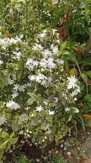kakada malle chettu//jasmine flower plant #shorts#plants#nature#naturelovers #viral#trending#youtube