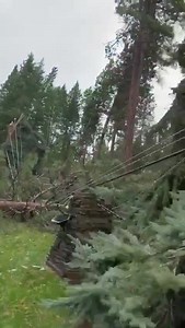A lineman in the Flathead took this video in the Finley Point area today. High winds took down lots of trees and power lines. Crews are working around the clock to restore power and clean up storm debris. Video: Rodney Depoe | ABC FOX Montana