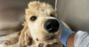 36K views · 1.6K reactions | Couple's amazing response to injured dog We interviewed https://www.facebook.com/dylan.mccay.395 for this video produced exclusively by GeoBeats. | GeoBeats Animals | Facebook