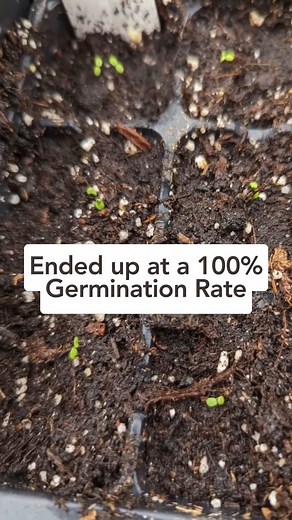 2.2K views · 35 reactions |  SUPER interesting strawberry experiment results - and some bad news!! #shorts #fyp #gardening #reel #reels #garden #flowers #gardeningtips #plants #nature #gardenlife #flower #gardendesign #growyourown #gardener #plantsofinstagram #naturephotography #gardeninspiration #growyourownfood #gardens #photography #green #plant #organic #mygarden #flowerstagram #flowersofinstagram #homegrown | Plants At Home | Facebook