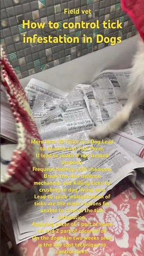 How to control Tick Infestation in Dogs