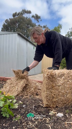 🌱Pea Straw - we have it in small bales! Here's Katie using it as mulch in her garden - it's also good for soil composting and soil improvement. 9.5kg bale (approx).🌱 #garden #mulch #compost #buylocal | Cowaramup Agencies