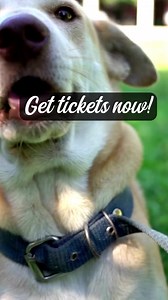 192 reactions · 78 shares | Add a LIMITED EDITION Bourbon Tasting ticket while supplies last for only $40弄 Remember well-behaved dogs are always welcome at Tucson's Dog-Friendly Gala - Puttin' on the Dog 2022 - Biscuits and Bourbon! | The Humane Society of Southern Arizona | Facebook