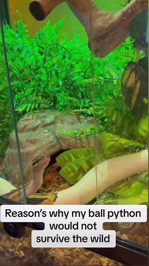 So cute 🤍🐍 Credit: @vero_official #snakelove #snakelife #snake #snakelover #cutepets #cutesnake #reptilelover | Perfect World