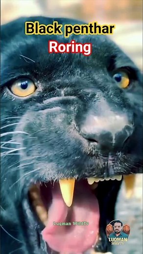 angry panther sound, loudest panther roar #wildlife #wildanimals