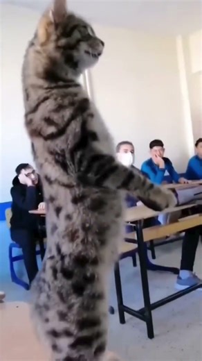 When Cats Go to School... 🎓😂 (Cats vs. Class Compilation)