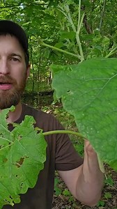 2.1K views · 34 reactions | Foraging and cooking burdock root  #foryou #foryoupage #foraging #wildfood #wildernessliving #survival #selfreliance #outdoorcooking #burdockroot | Avid Outdoorsman | Facebook
