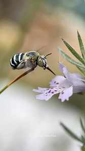 15K views · 1.4K reactions | Old girl 殺 *Amegilla cholorocyanea #bluebandedbee #nativebees #gardening #habitatgarden #bees | Rewilding Suburbia | Facebook