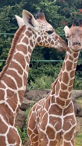 Our giraffe siblings 🧡 🦒 They are the first calves to be born together at the Zoo in over 30 years and are completely inseparable. | Whipsnade Zoo