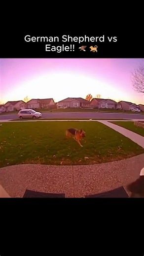 German Shepherd vs Eagle!! 🦅🐕