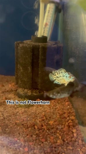 Buy electric Blue Jack Dempsey WhatsApp for enquiries +917013408563 #EBJD #cichlidaquarium