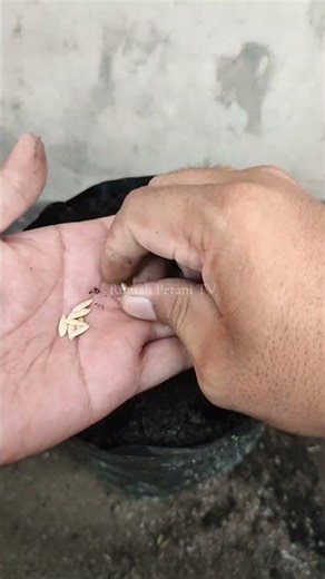Cara semai timun di polybag