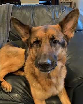 German Shepherd howling.