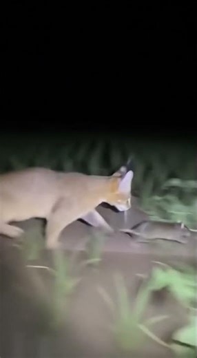 Cat Pounces on Mouse with Lightning Fast Reflexes! 🐱🐭 #catmoves