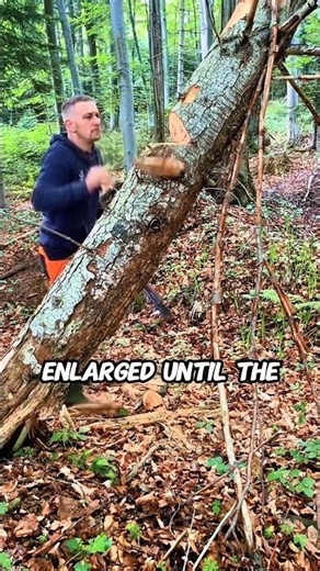Is this the best method when cutting leaning trees? #chainsaw #treecutting #sawblade #wood #logging