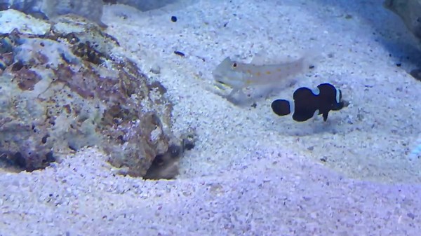 Hilarious Underwater Showdown: Fish Spit Sand Back and Forth in a Fight Over a Hole!