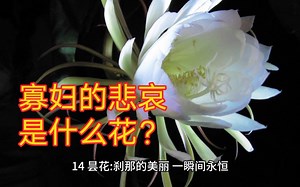 26种花各代表的花语