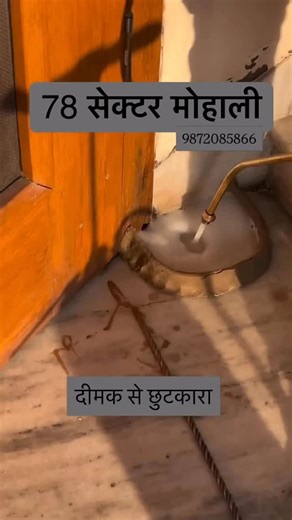 Abohar pest control mohali on Instagram: "78 sector mohali Hay we provide Pest control services like Termite Control Treatment and Cockroach Control Treatment with Guarantee.. Please Call, DM, and also whatce Area Number (9872085866) #Pestcontrollife #Viralreel #Termite #Mohali #khararpestcontrolservice #Cockroachcontrol #Panchkulapestcontrol # Chandigarhcontrol #Punjab #Homedecor #termitecontrol"