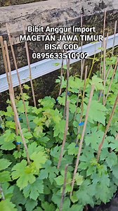 11 reactions | Ready kakak bibit anggur import berkualitas ☺️ | Bang Omen | Facebook