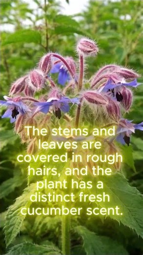 Borage The Starflower Herb.#botany #borage #wildflowers #herbalism #gardenplants