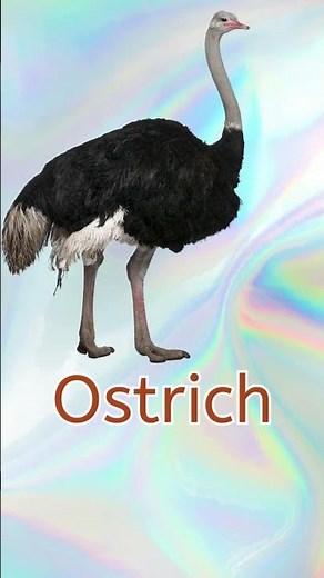 Learn the letter O - Fun Phonics for Kids