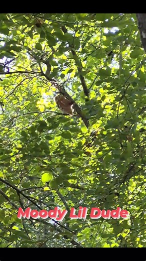 Some pre season fun. Eastern Screech Owl #minnesotawildlife #wildlifephotography #naturephotography #raptorsofinstagram #birdsofinstagram #birdphotography #minnesotaphotographer #owlsofinstagram #owls #owllife #owllovers #owltours #screechowl #easternscreechowl | MN Owl Tours