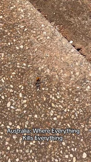 Australia: Nature's Ultimate Fight for Survival