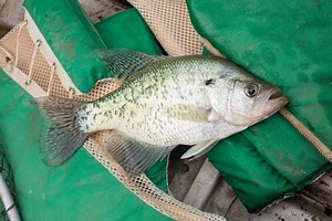 Great Crappie Action in Virginia Right Now - Game & Fish