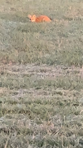 27 reactions | A beautiful trio to encounter — fox, hawk, and rabbit...