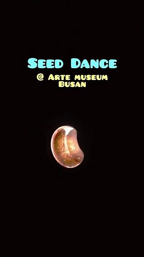 Seed Dance at Arte Museum Busan