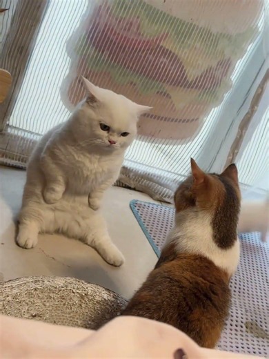 Mystery of the Mini Feline: Dwarf Cats' Odd Behaviors