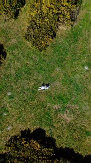 Finding peace in the middle of nowhere 🌿 #shorts #drone #nature #summer