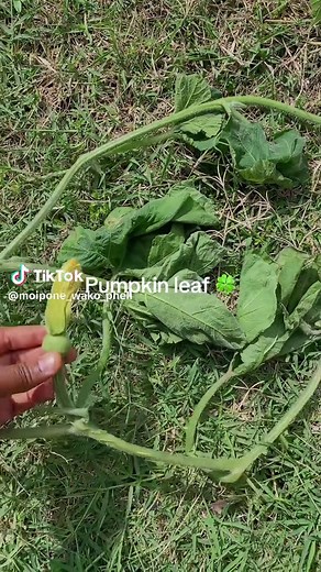 Benefits of Pumpkin Leaves & How to Cook Them