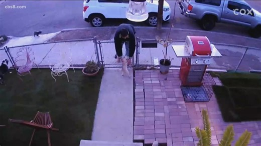 Man caught on camera stealing puppy on Valentine's Day