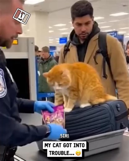 My cat got in trouble at the airport... 💀🤣 #cat #airport #ai | UNILAD Adventure