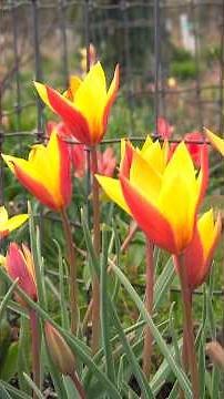 Start the SPRINGTIME Off Right with Some Gardening #garden