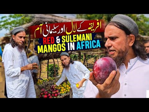 Red And Sulemani Mangos In Africa - Mufti Tariq Masood Africa Vlog 2024