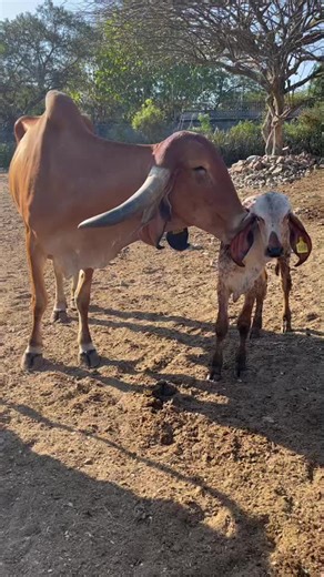Nursing Calf and Cow in Serene Outdoor Setting