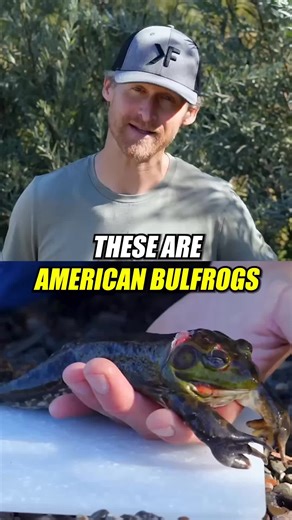 Bull frogs in California! 🐸 | frog
