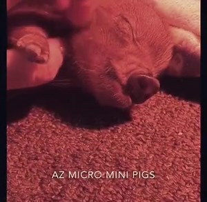 12K views · 1.4K reactions | AZ Micro Mini Pigs on Reels | Facebook