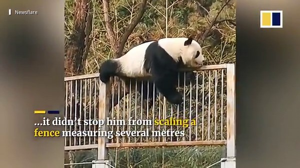 Giant panda escapes from enclosure at Beijing Zoo