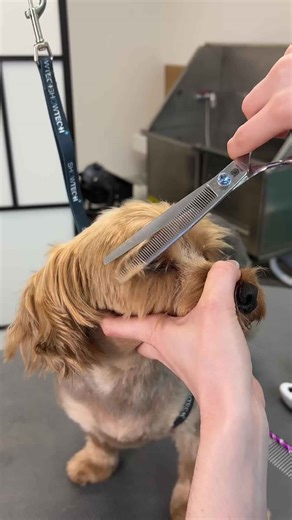 Yorkie short trim