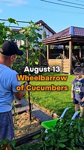54K views · 590 reactions | Wheelbarrow of cucumbers. Summer is...