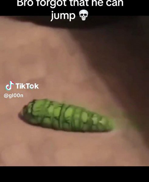 Blud lost his jumpin ability 💀 #frog #scared #dumb #toy #slow #reptail #screamin