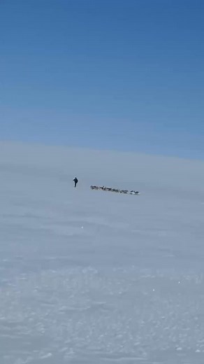 23K views · 966 reactions | New story series about... you guessed it—dogs!! | Joe Henderson / Alaskan Arctic Expeditions | Facebook