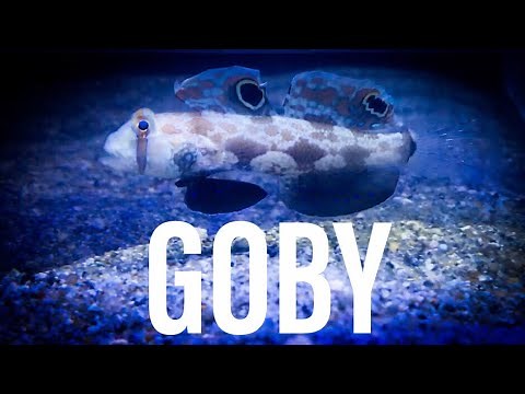 Twin Spot Goby - Sifting Sand