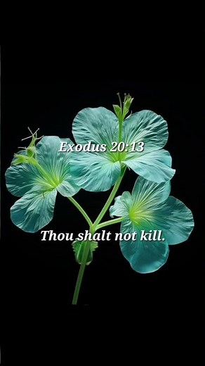 The Sixth Commandment. #thetencommandments