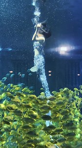 363K views · 5.3K reactions | In #Beihai Underwater World (#Guangxi), a "mermaid" is dancing elegantly alongside many fish. So, do you believe that mermaids really exist? | T-Time HK | Facebook
